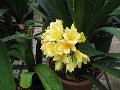 Solomon Yellow Clivia / Clivia miniata 